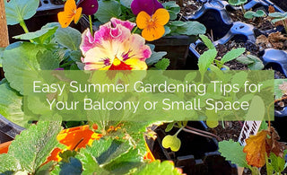 Easy tips for managing your Balcony garden in Summer