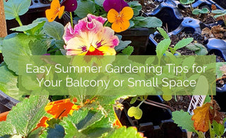 Easy tips for managing your Balcony garden in Summer