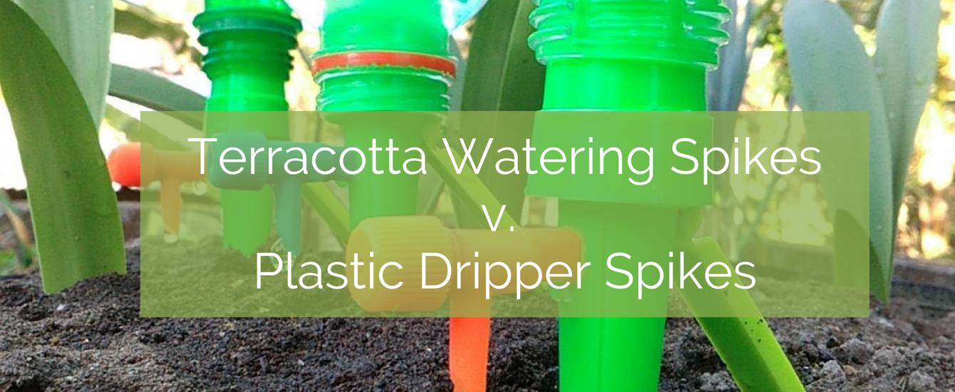 Terracotta Watering Spikes v. Plastic Drippers Up On The Rooftop