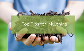 Why Mulch is Good For Your Garden