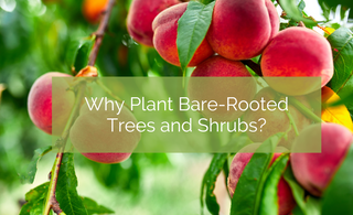 Why Plant Bare-Rooted Trees and Shrubs?