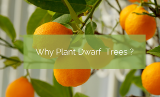 Why Plant Dwarf Fruit Trees