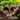 Terracotta Watering Spikes **PRE-ORDER**