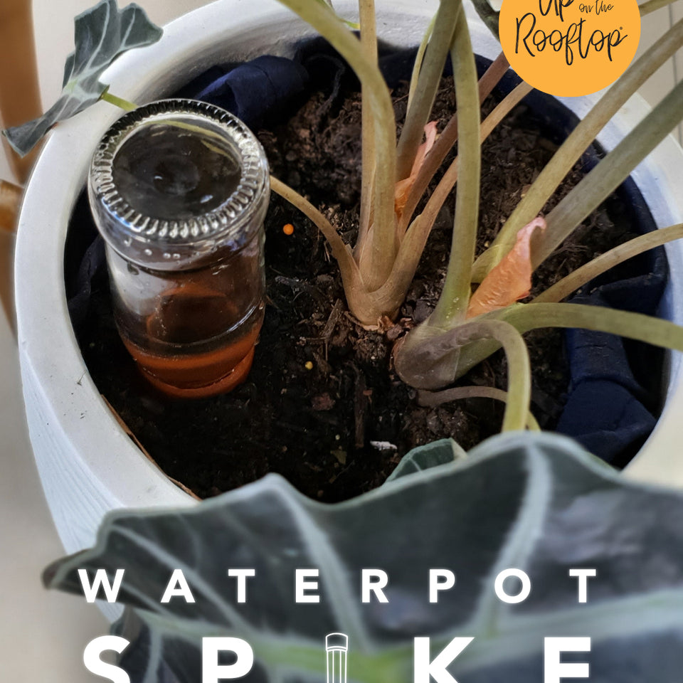 Terracotta Water Spike Plant Self Watering Trusted Brand Up On