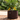 Raised Garden Beds
