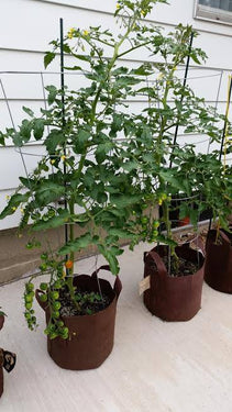 Tomatoes growing in a Root pouch grow bag