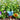 Bird Topper Set