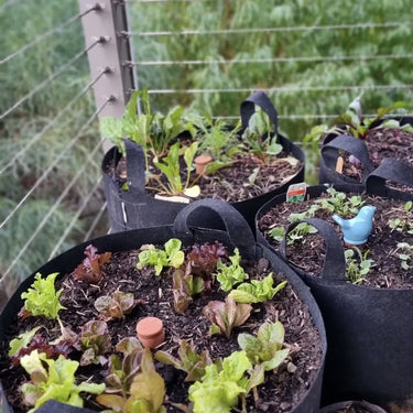 Garden Beds Raised Mini Plots