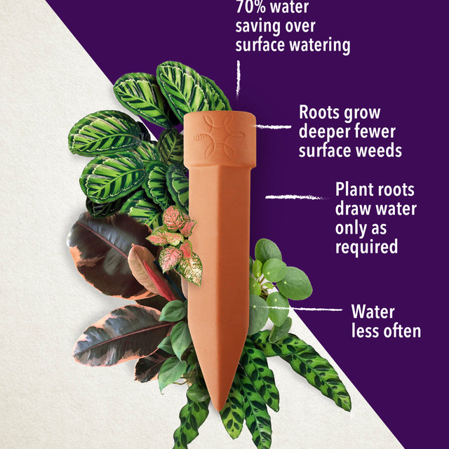 Terracotta Water Spike Plant Self Watering Trusted Brand Up On