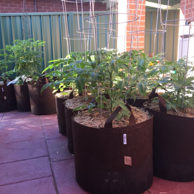 Brown Root Pouch Fabric Grow Bag Up On The Rooftop