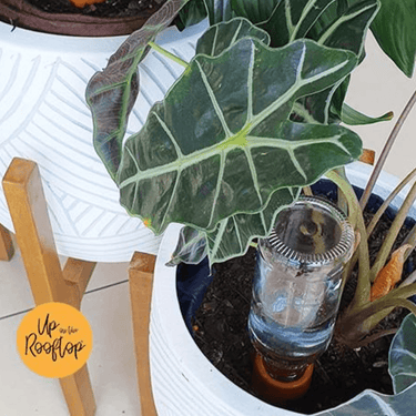 Water Spike For Indoor Plant Watering