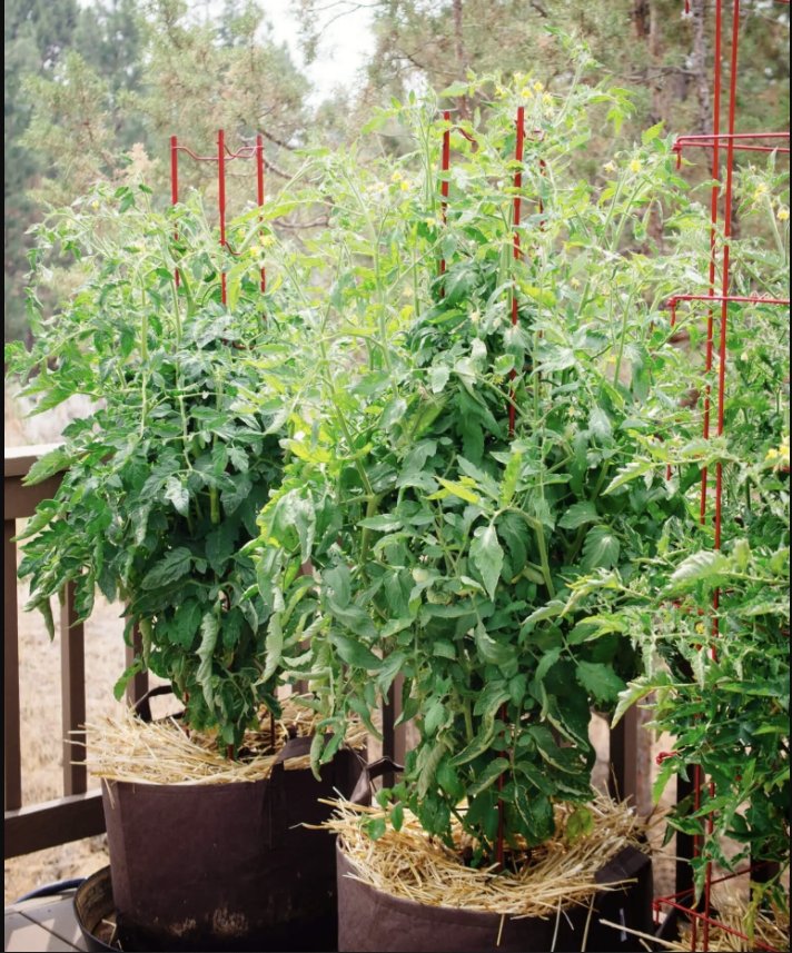 Details more than 150 levington grow bags super hot xkldase.edu.vn