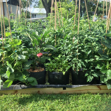 Root Pouch Vegetable Garden