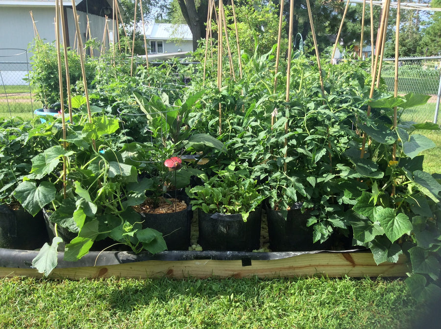 The Original Root Pouch Grow Bag 100 Food Safe Friendly Up